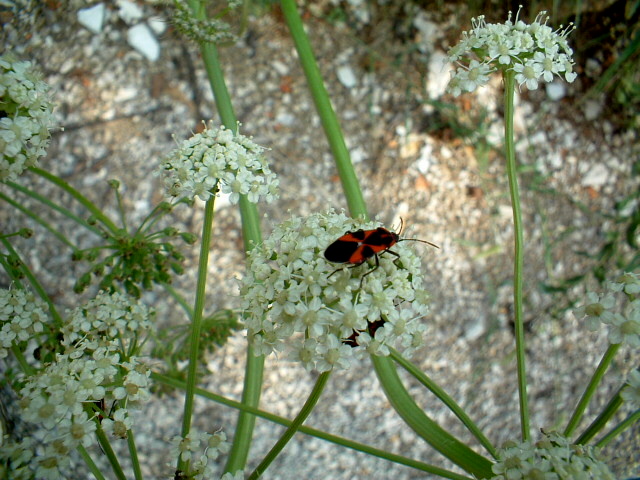 Tropidothorax leucopterus